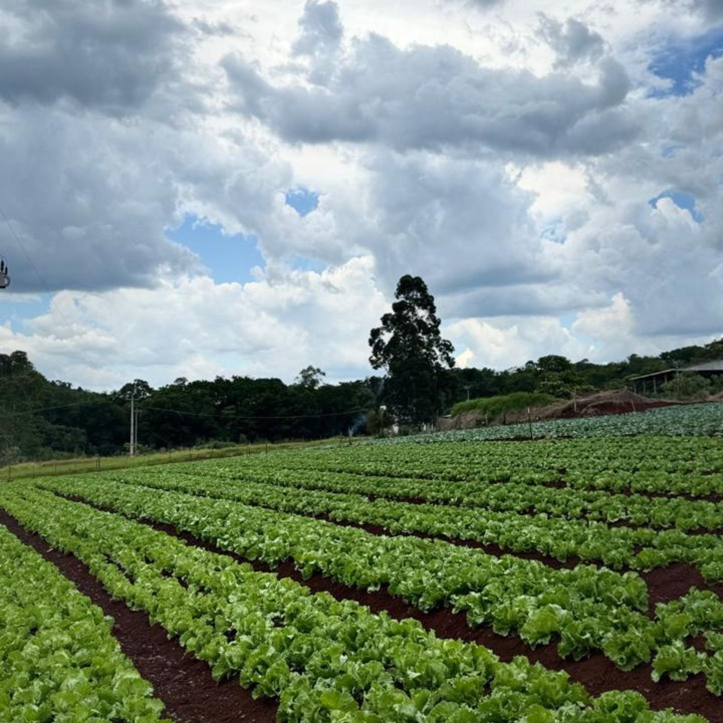 Alface Americana - 250g | Cód 004