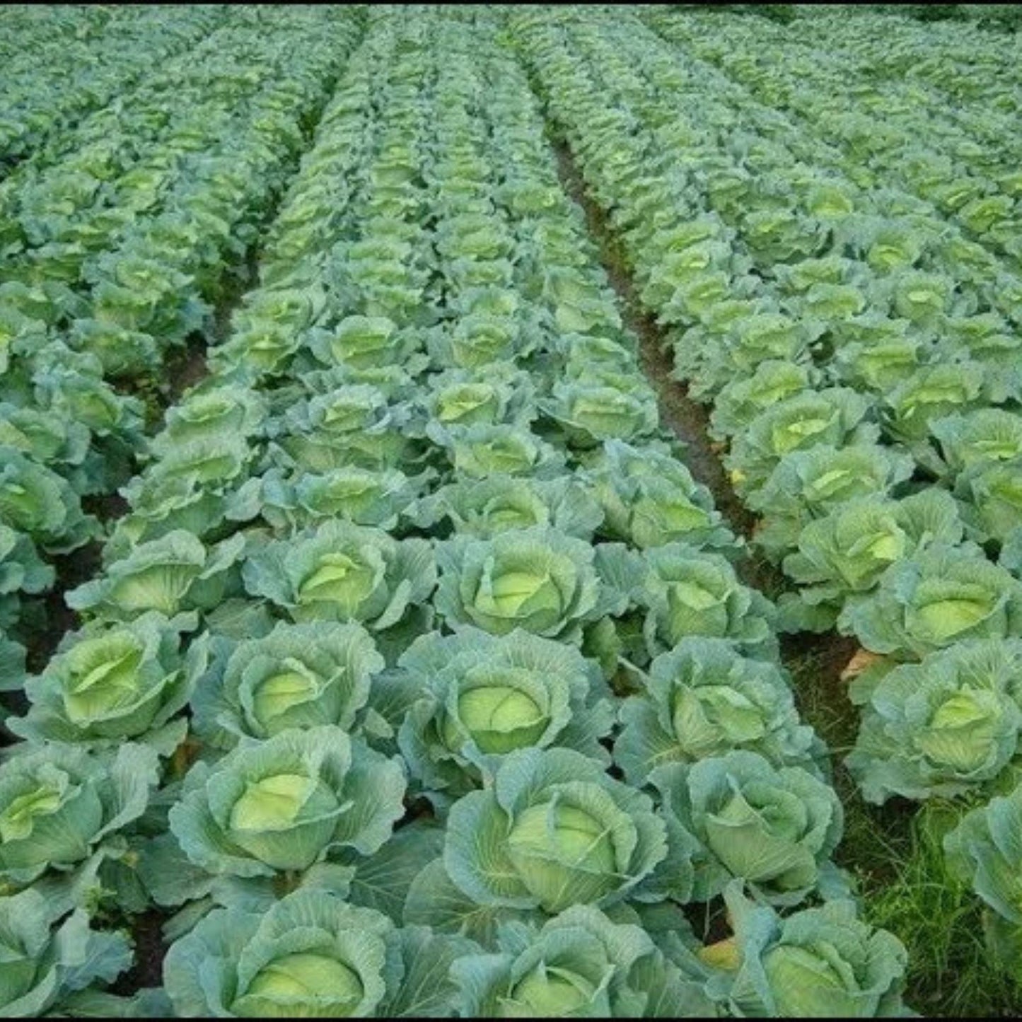 Repolho Verde bdj 500g | Cód 020