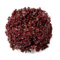 Alface Crespa Roxa (unidade) | Cód 006