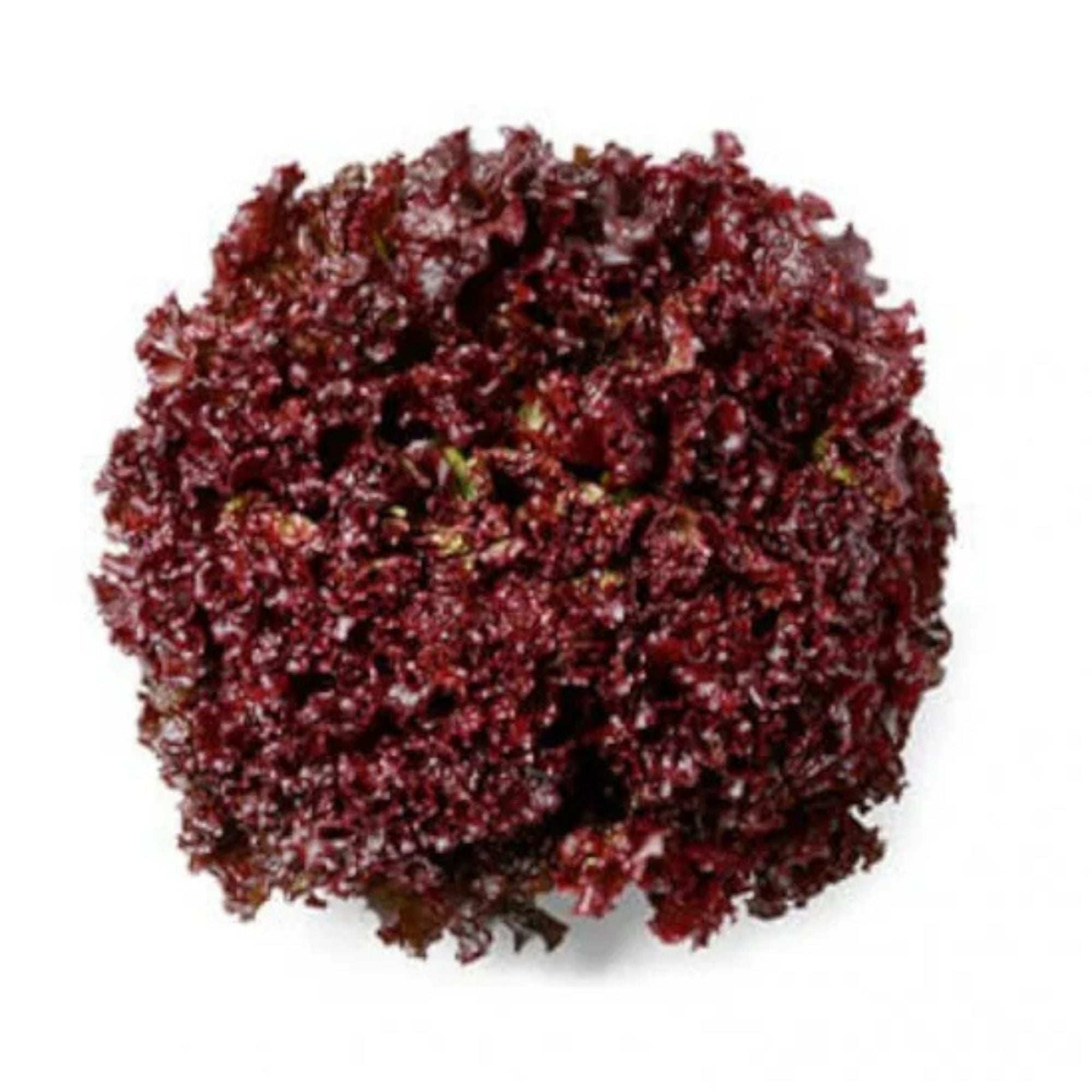 Alface Crespa Roxa (unidade) | Cód 006