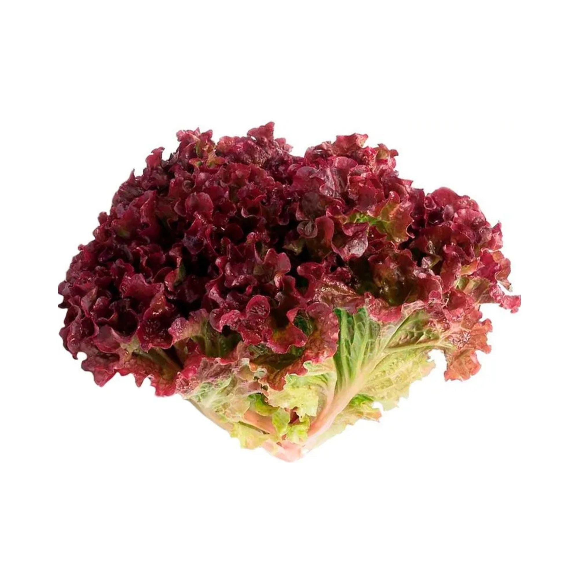Alface Crespa Roxa (unidade) | Cód 006