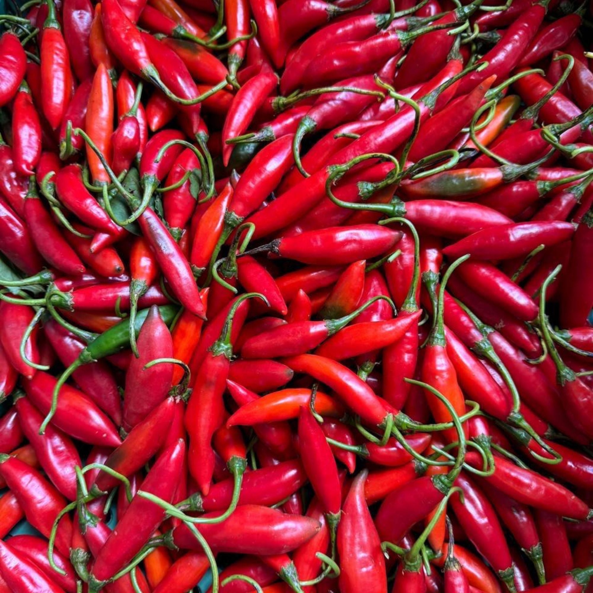Pimenta Dedo de Moça bdj 100g | Cód 16