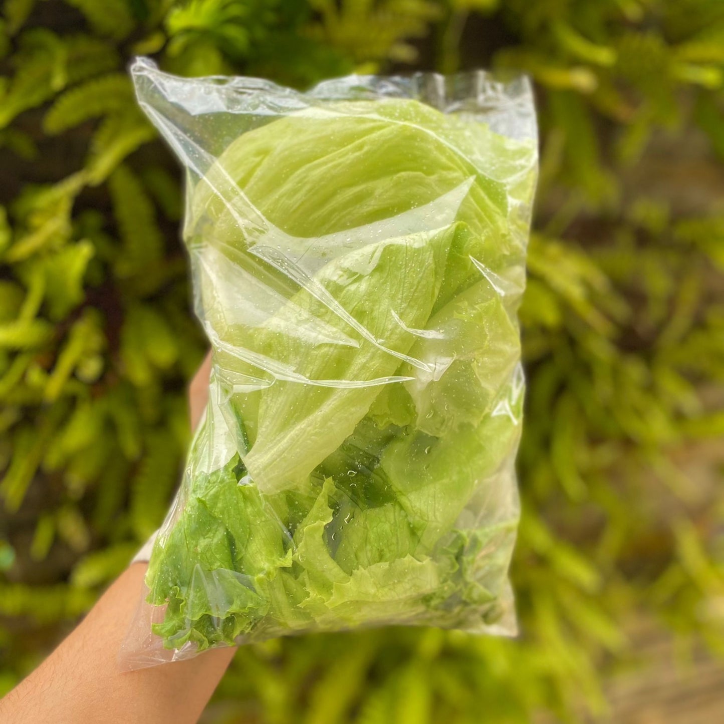 Alface Americana Higienizada 150g | Cód 302