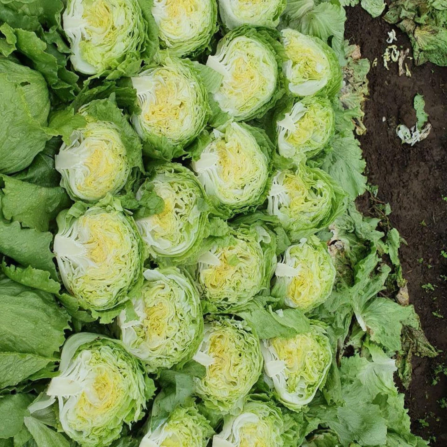 Alface Americana Higienizada 150g | Cód 302